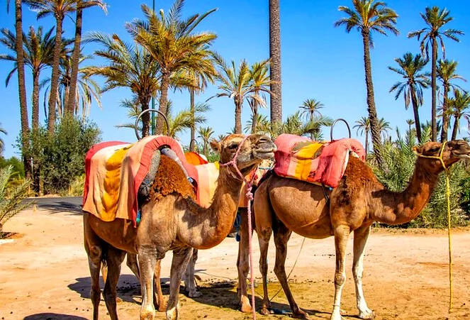 Two saddled camels standing among the palm trees of the Marrakech Palmeraie