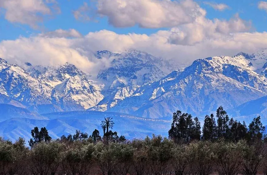 Snow-capped High Atlas peaks above an olive grove