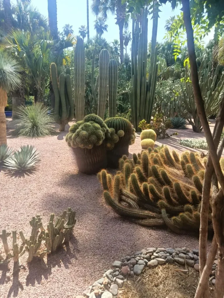 Cactus beds and palms in the Majorelle Garden in Marrakech